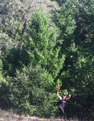 Karen with 2016 Tree-sml Karen with 2016 Tree-sml