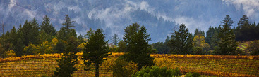 WebPageBanner--Vineyards around Geyserville WebPageBanner--Vineyards around Geyserville