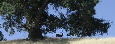 deer-LakeSonoma deer-LakeSonoma